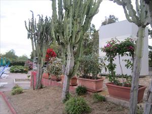 weekend NAUSICA Rossano 2 giugno 2019